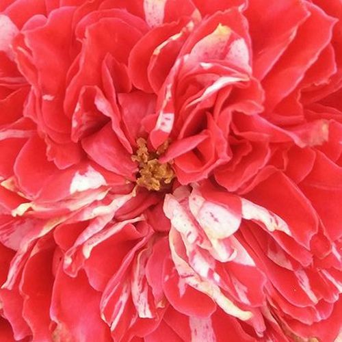 Rosier plantation - Rosa Konstantina™ - rose - blanche - rosiers floribunda - parfum discret - PhenoGeno Roses - Ses fleurs semi-doubles striées de violette-rose au parfum intense et étamines bien visibles. Rosier buissonnant, suffisamment dense pour crée